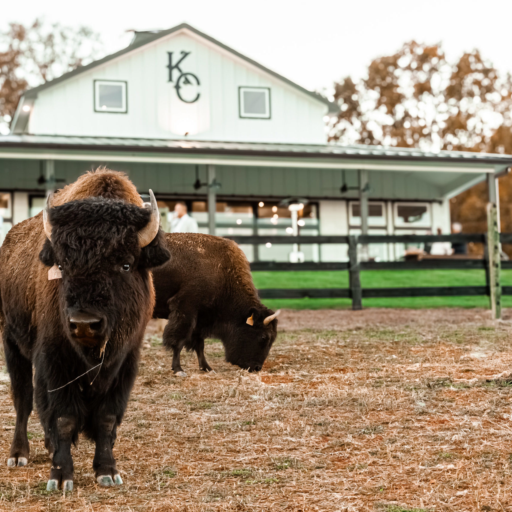 Bison Ranch